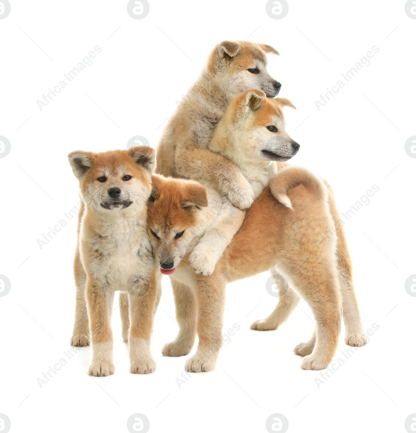 Photo of Cute akita inu puppies isolated on white