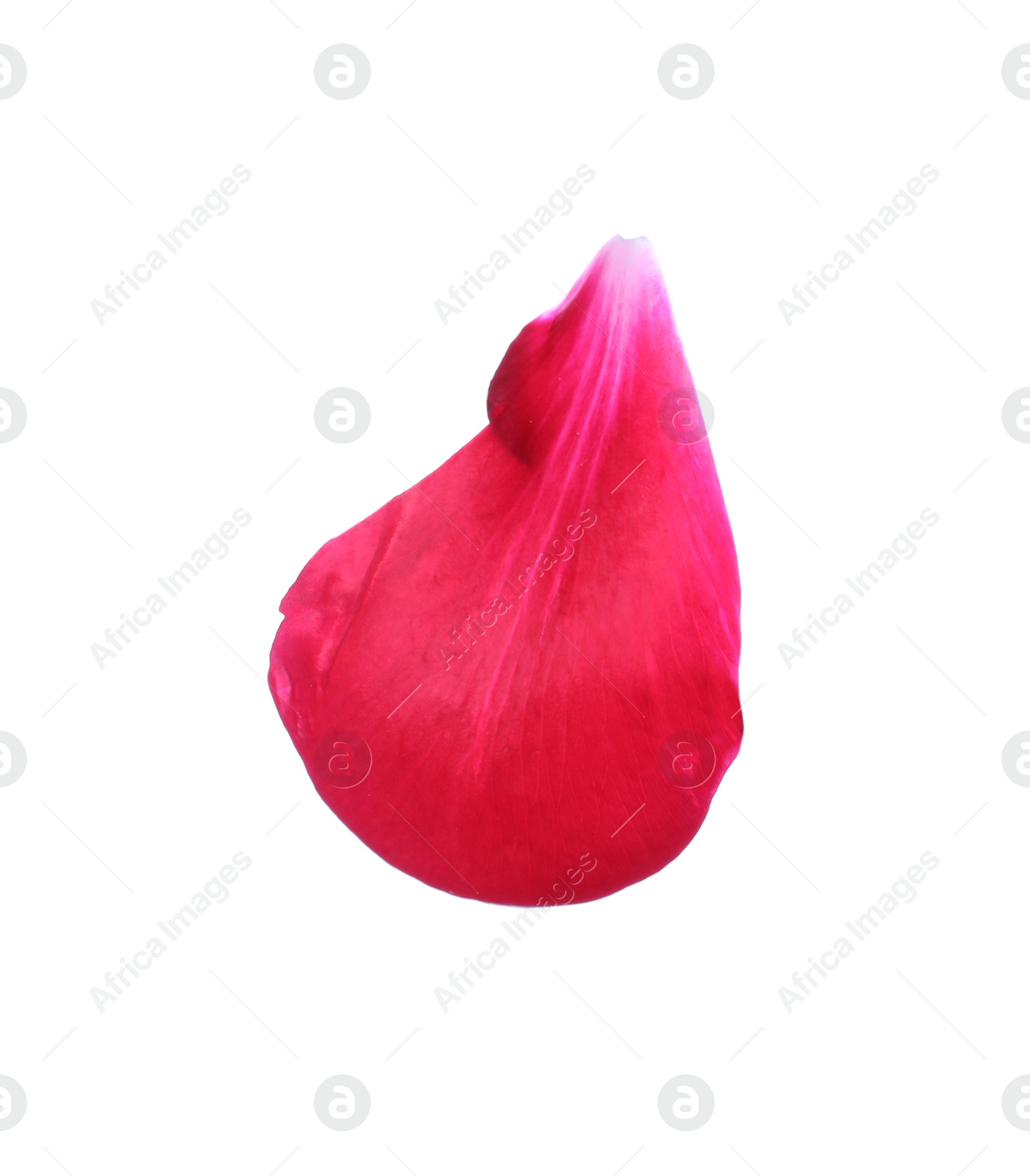 Photo of Beautiful petal of peony flower isolated on white