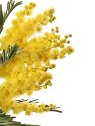 Photo of Beautiful mimosa plant with yellow flowers isolated on white