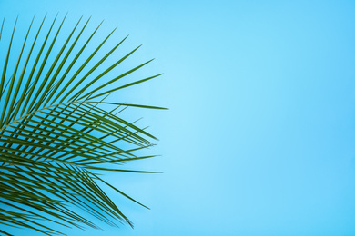 Photo of Beautiful lush tropical leaves on light blue background. Space for text