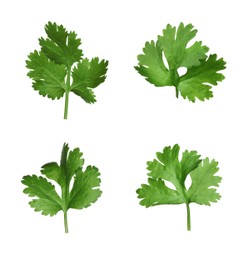 Set with fresh coriander leaves on white background 