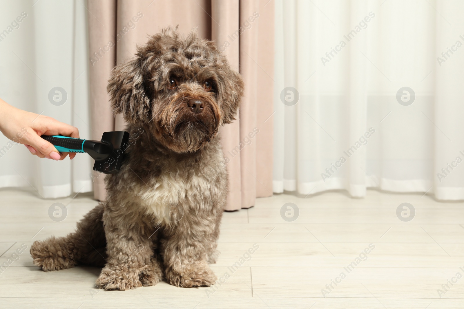 Photo of Woman brushing her cute Maltipoo dog at home, closeup. Space for text. Lovely pet