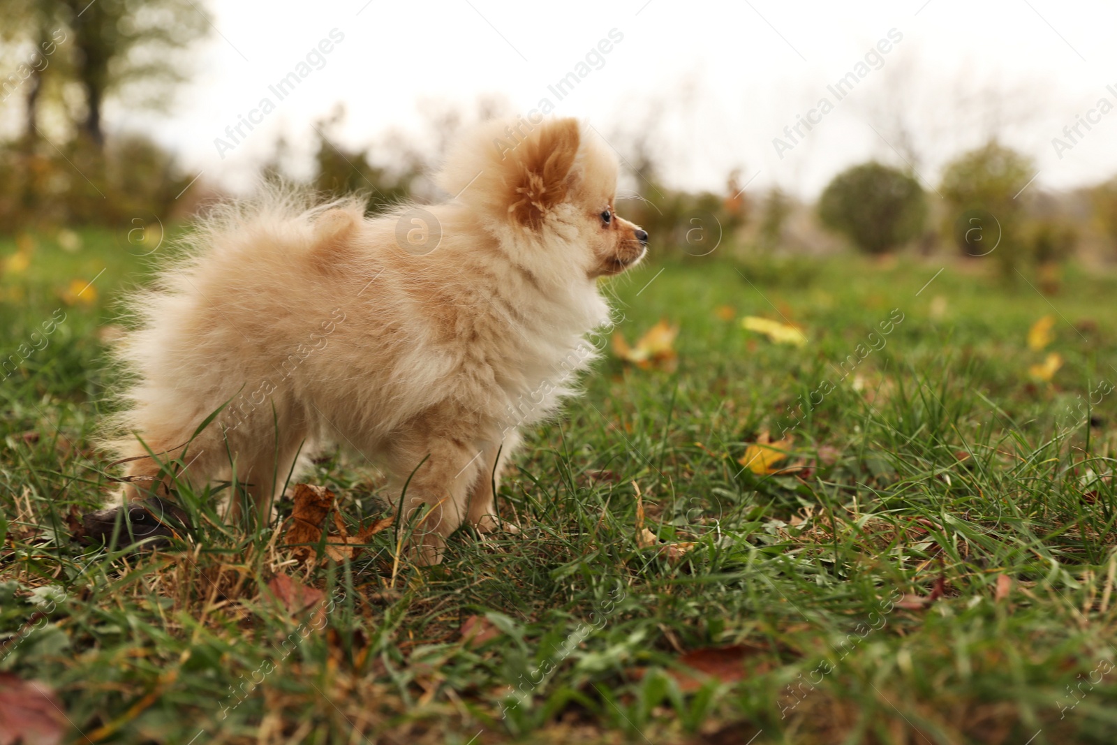 Photo of Cute fluffy dog in park on autumn day