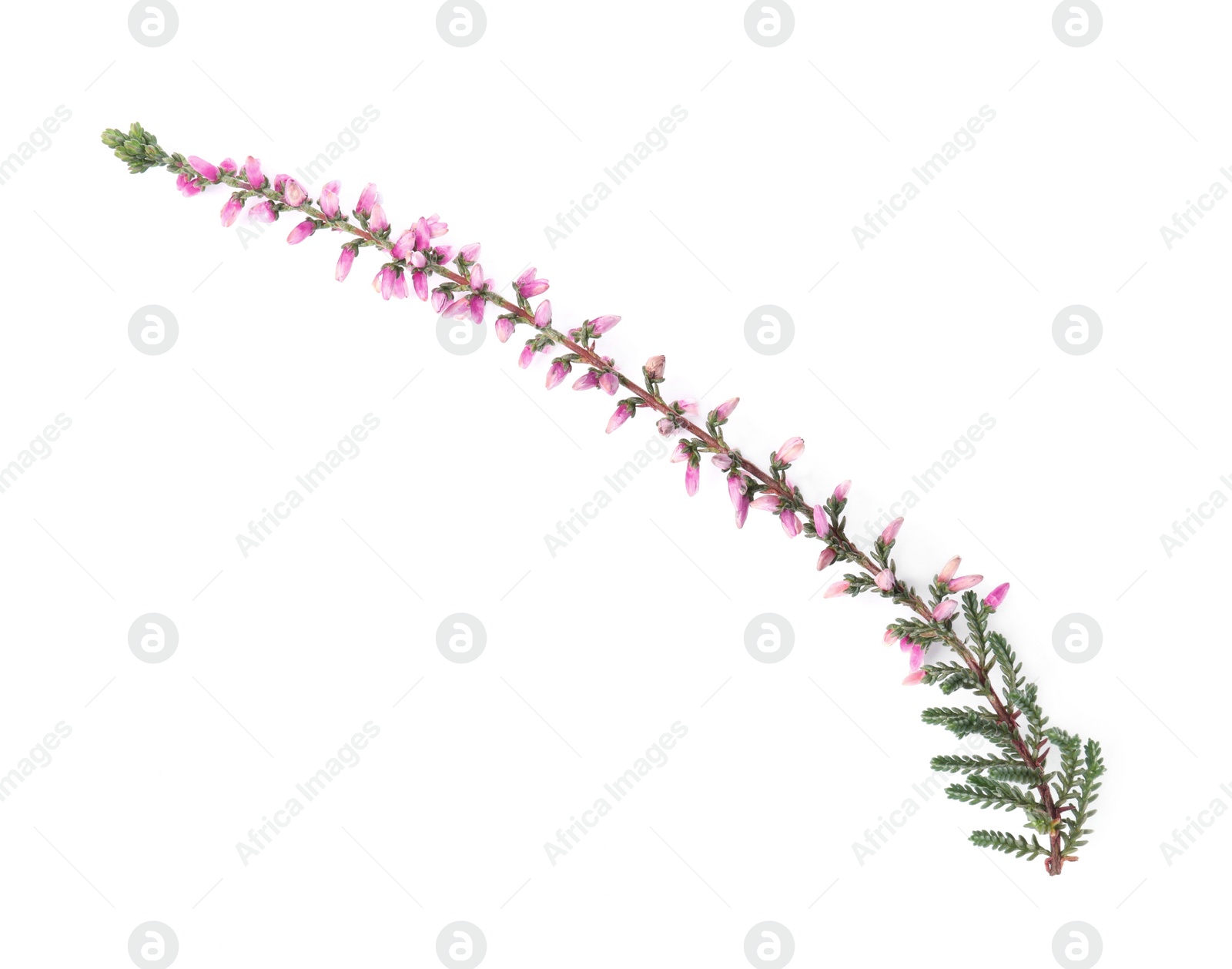 Photo of Sprig of heather with beautiful flowers isolated on white