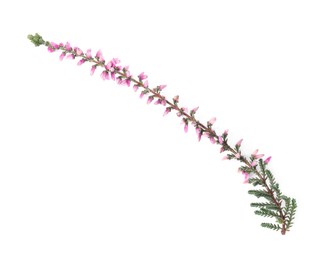 Sprig of heather with beautiful flowers isolated on white