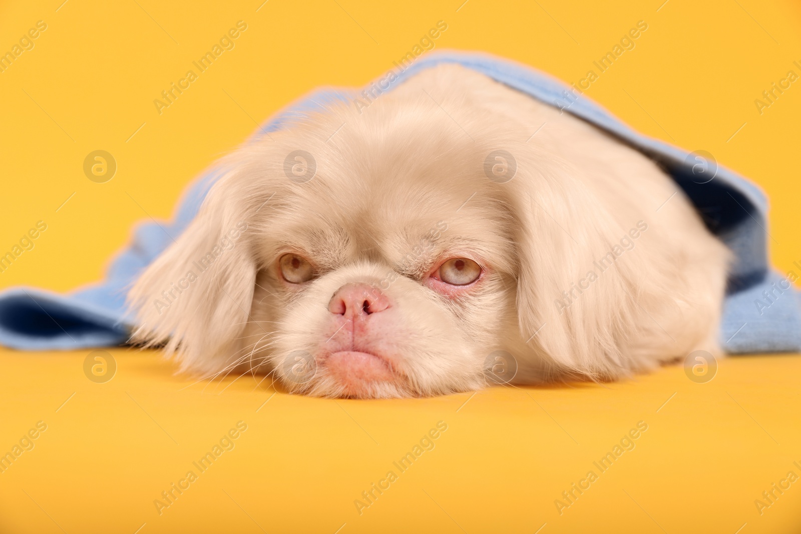 Photo of Cute Pekingese dog with towel on yellow background. Pet hygiene