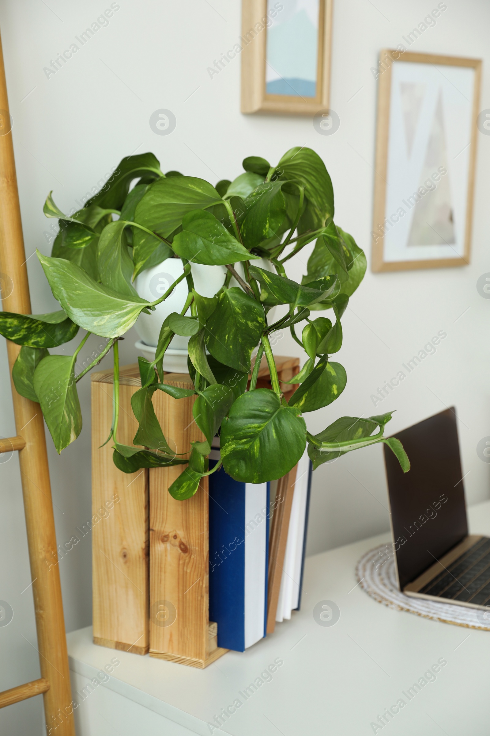 Photo of Beautiful houseplant and books near laptop on table indoors