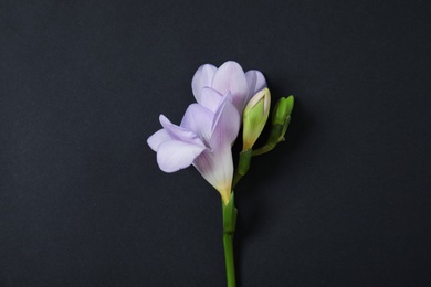 Photo of Beautiful freesia with fragrant flowers on dark background, top view