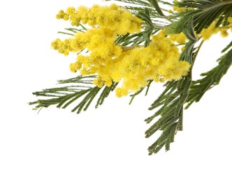 Beautiful mimosa plant with yellow flowers isolated on white