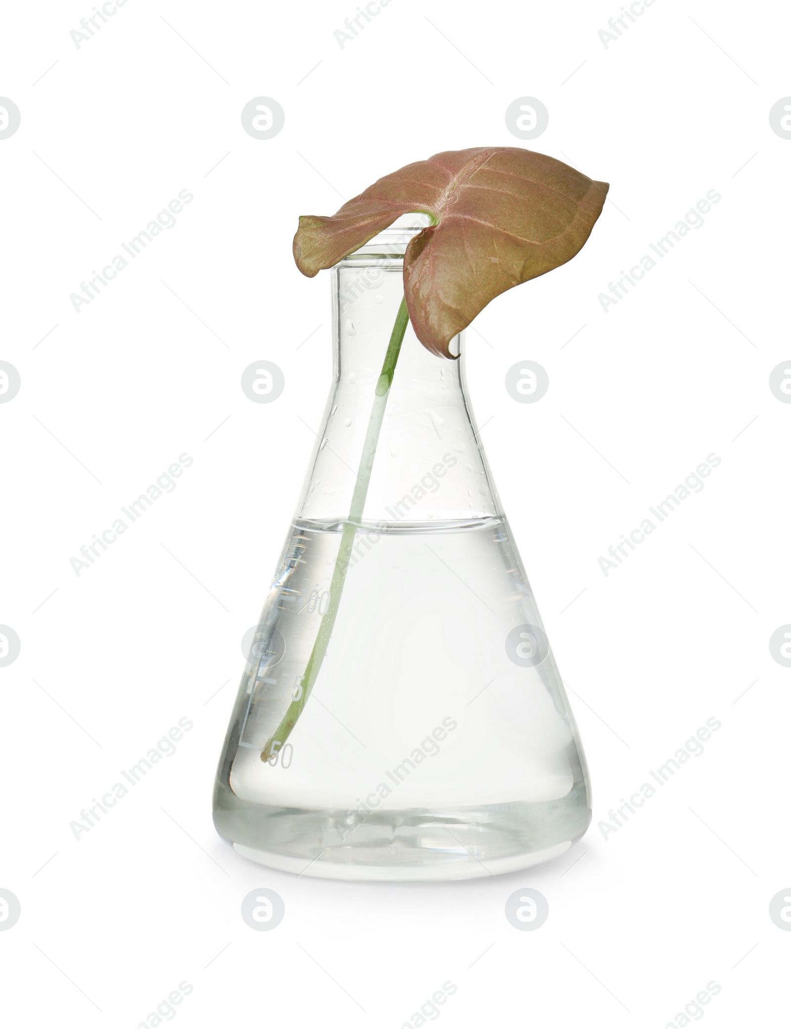 Photo of Conical flask with leaf on white background