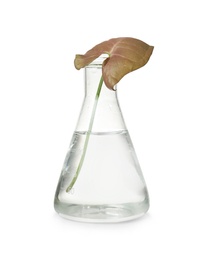 Conical flask with leaf on white background