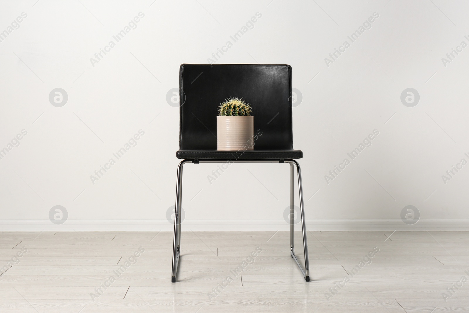 Photo of Chair with cactus near white wall. Hemorrhoids concept