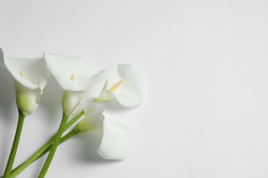 Photo of Beautiful calla lilies on white background, flat lay with space for text. Funeral symbol