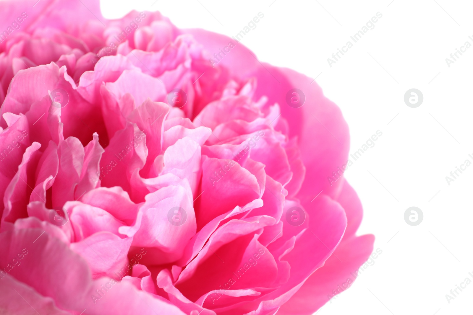 Photo of Beautiful fresh peony flower on white background, closeup