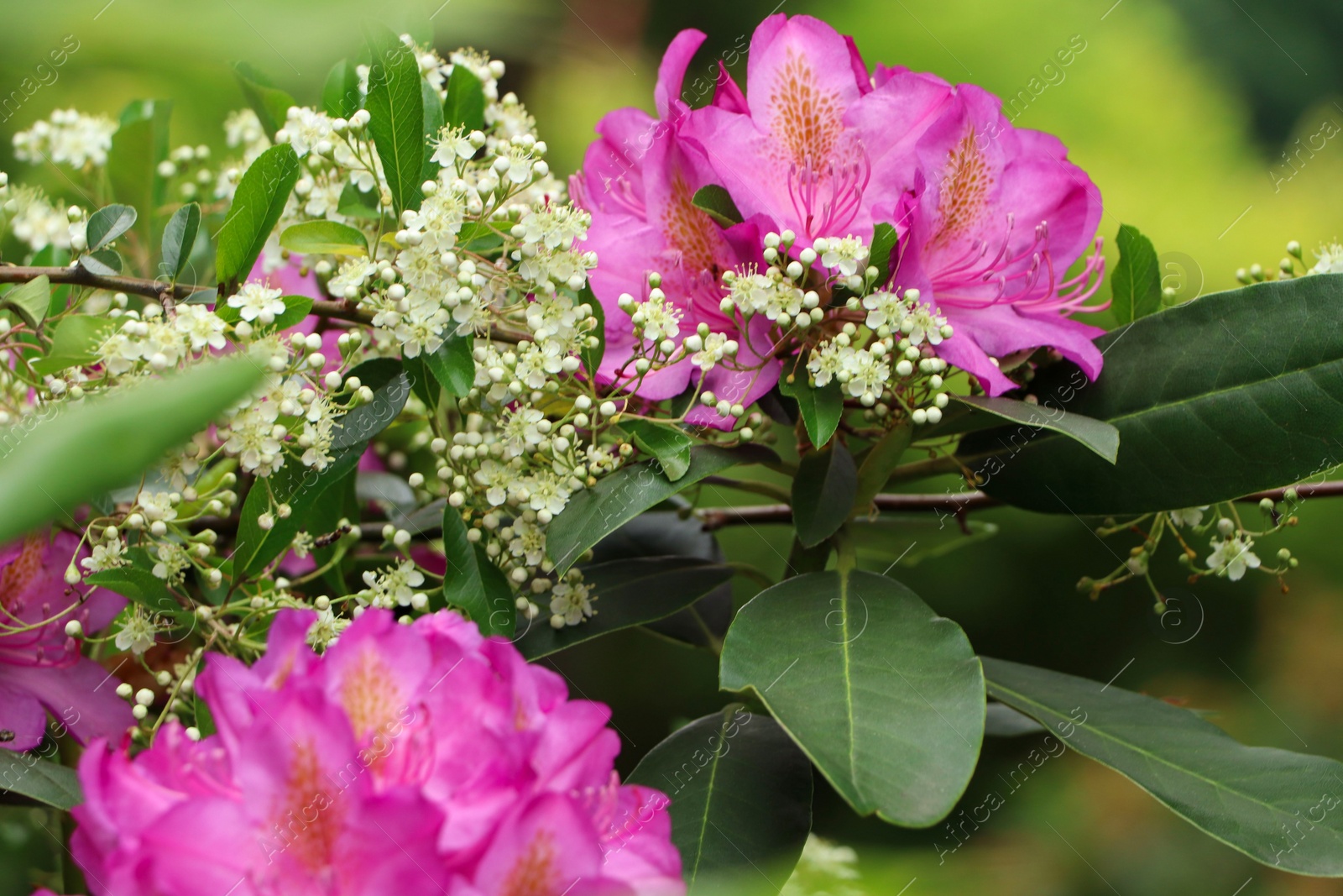 Photo of Beautiful pink and white flowers in garden, closeup