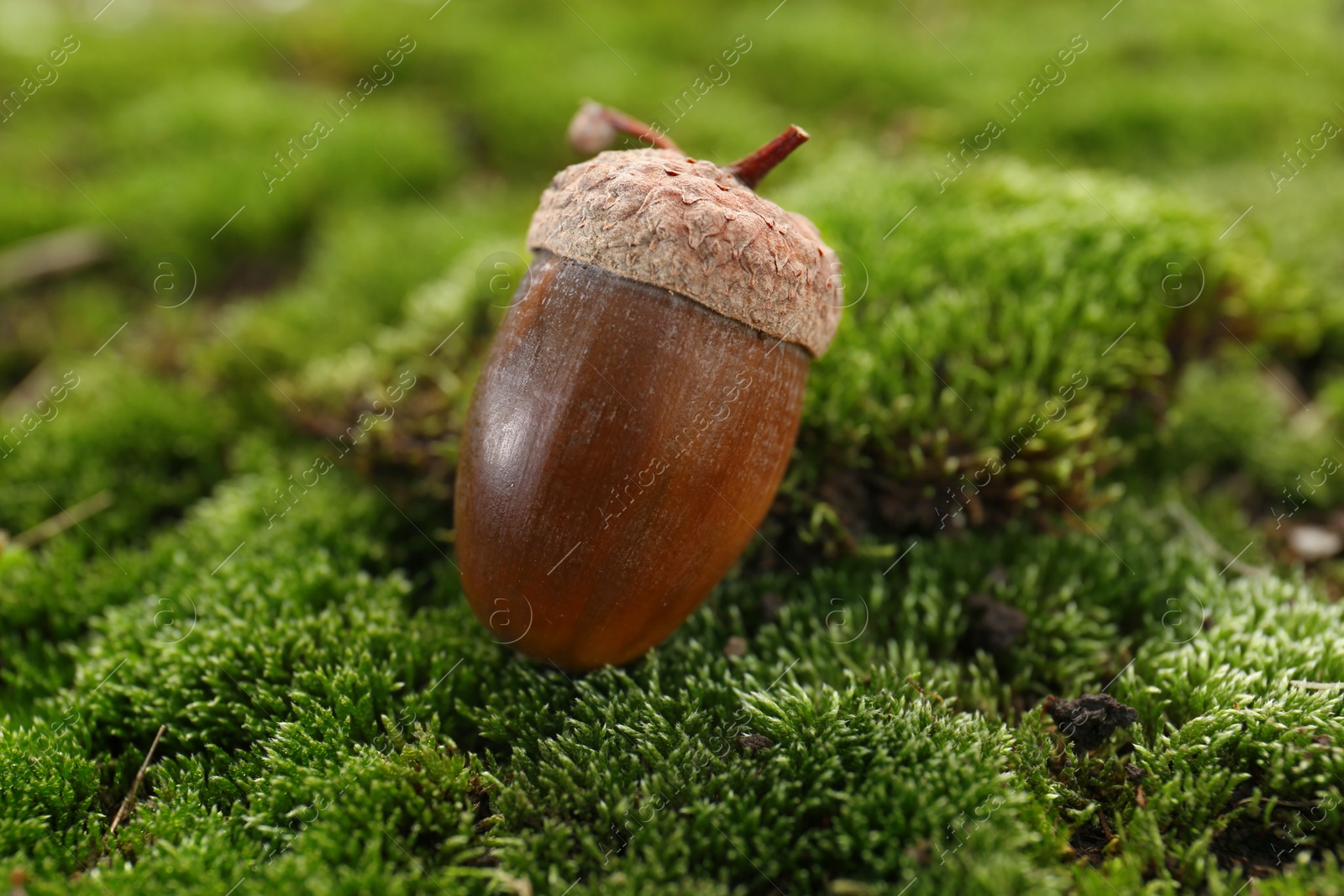 Photo of One acorn on green moss outdoors, closeup