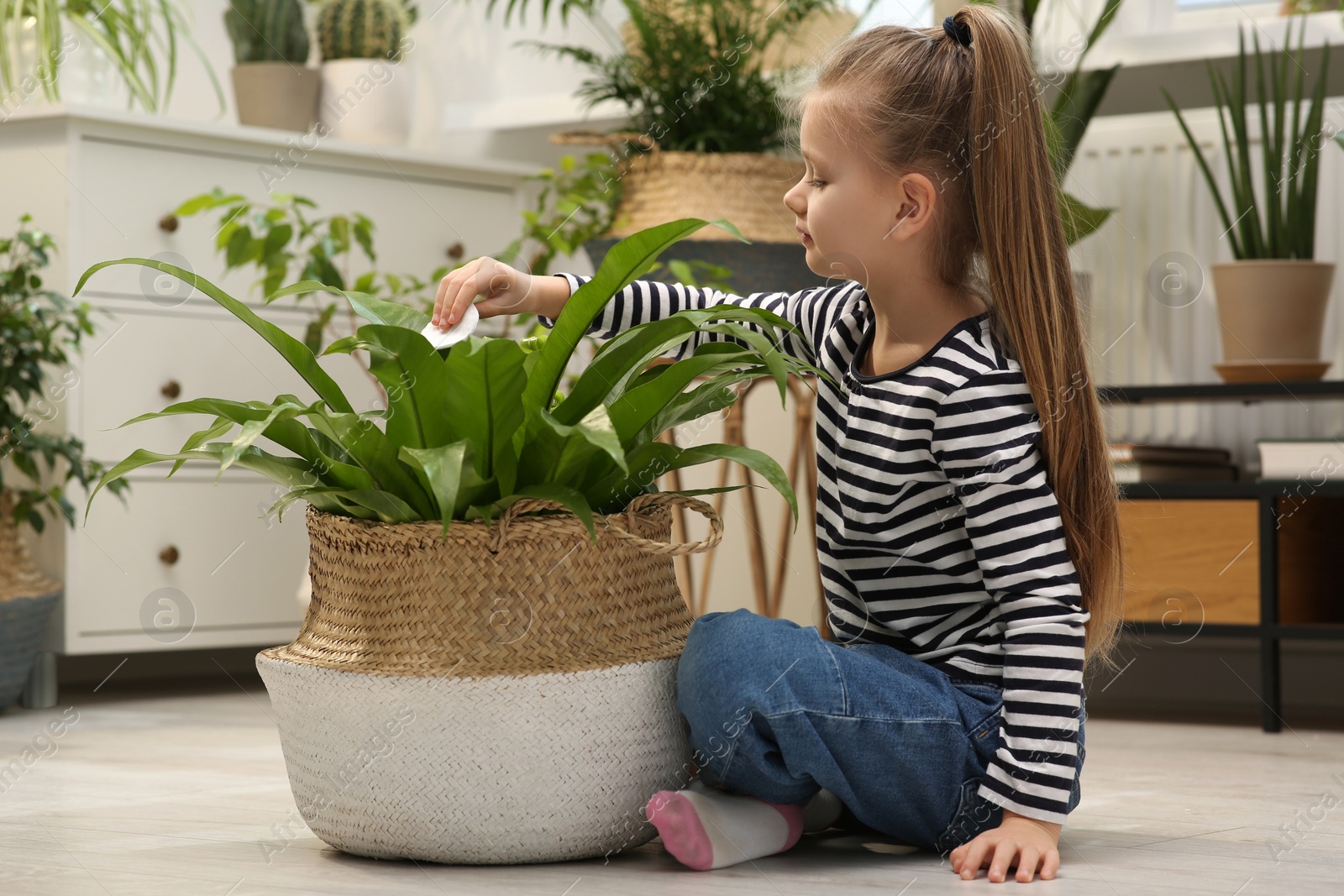 Photo of Cute girl wiping plant's leaves with cotton pad at home. House decor