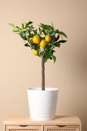 Idea for minimalist interior design. Small potted lemon tree with fruits on wooden table near beige wall