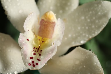 Photo of Closeup view of beautiful blooming orchid flower with dew drops as background