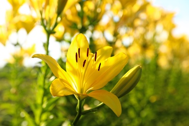 Beautiful bright yellow lilies growing at flower field, closeup