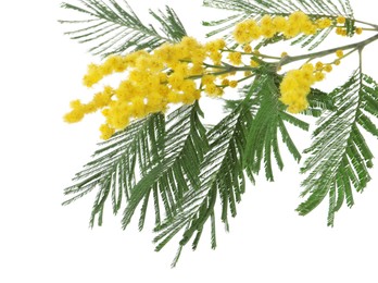 Photo of Beautiful mimosa plant with yellow flowers isolated on white