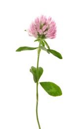 Photo of Beautiful blooming clover plant isolated on white