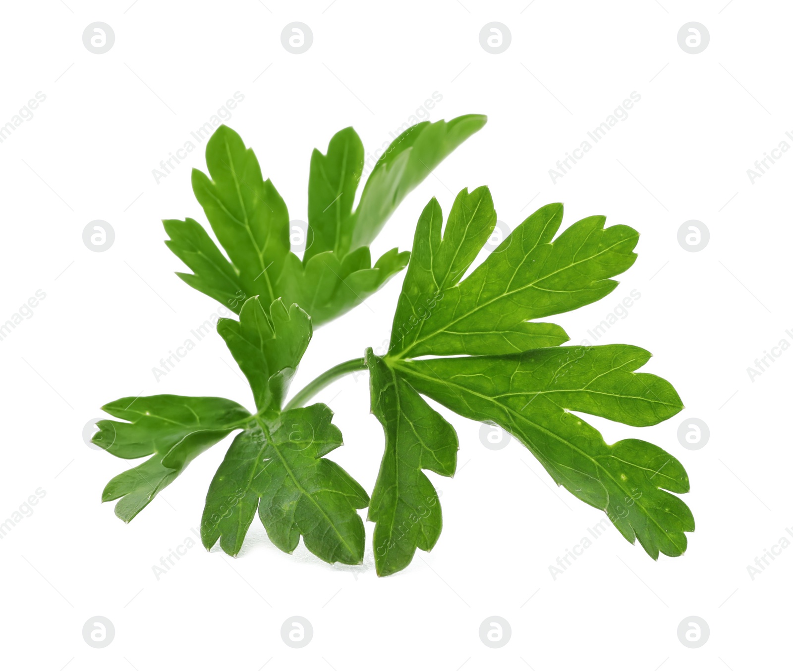 Photo of Fresh green parsley on white background