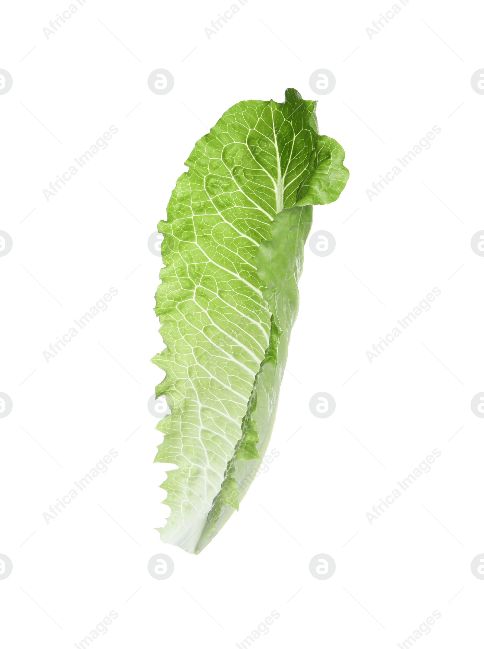 Photo of Fresh leaf of green romaine lettuce isolated on white