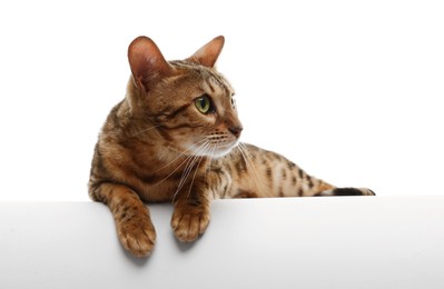 Photo of Cute Bengal cat on white background. Adorable pet