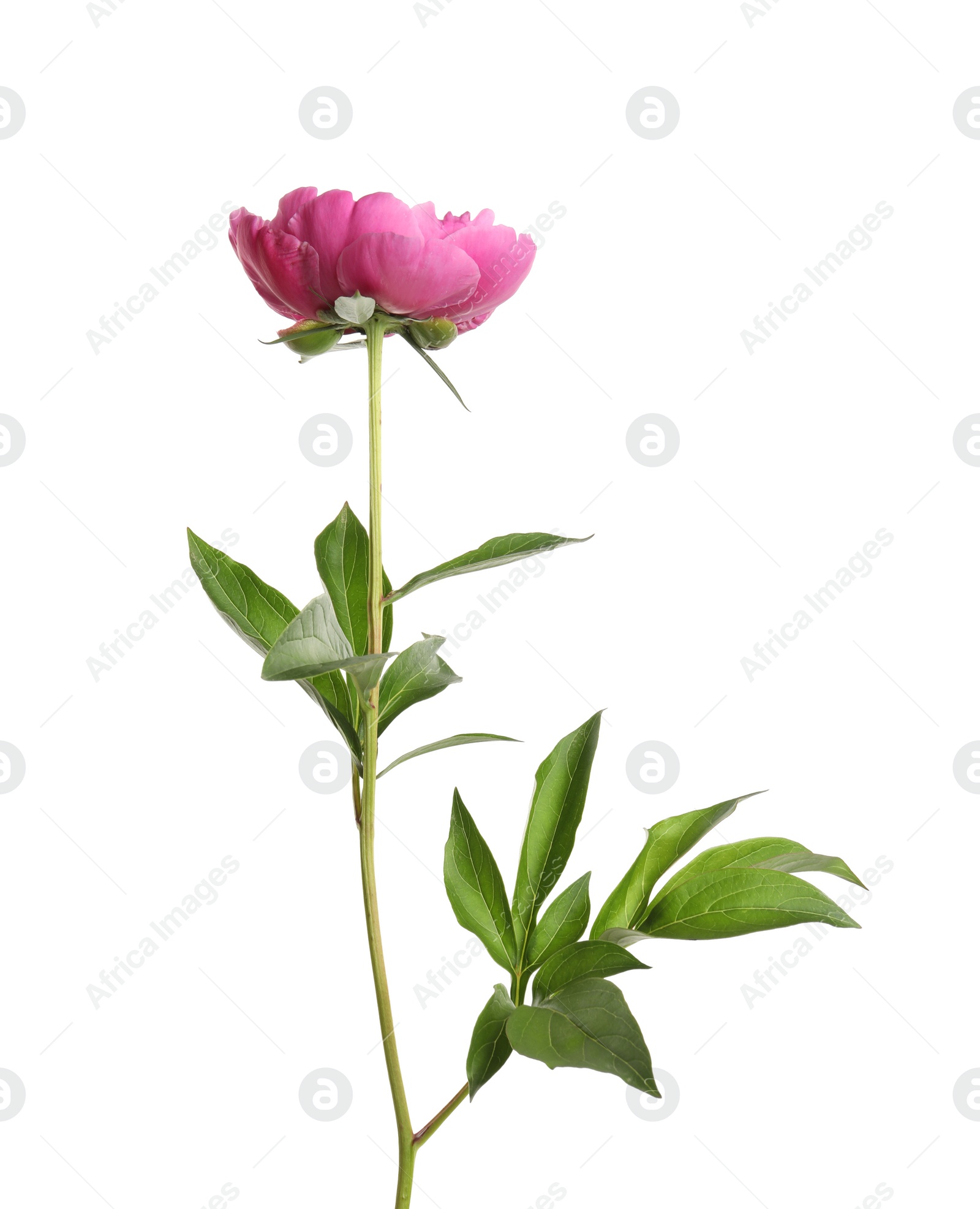 Photo of Beautiful fresh peony flower with leaves on white background