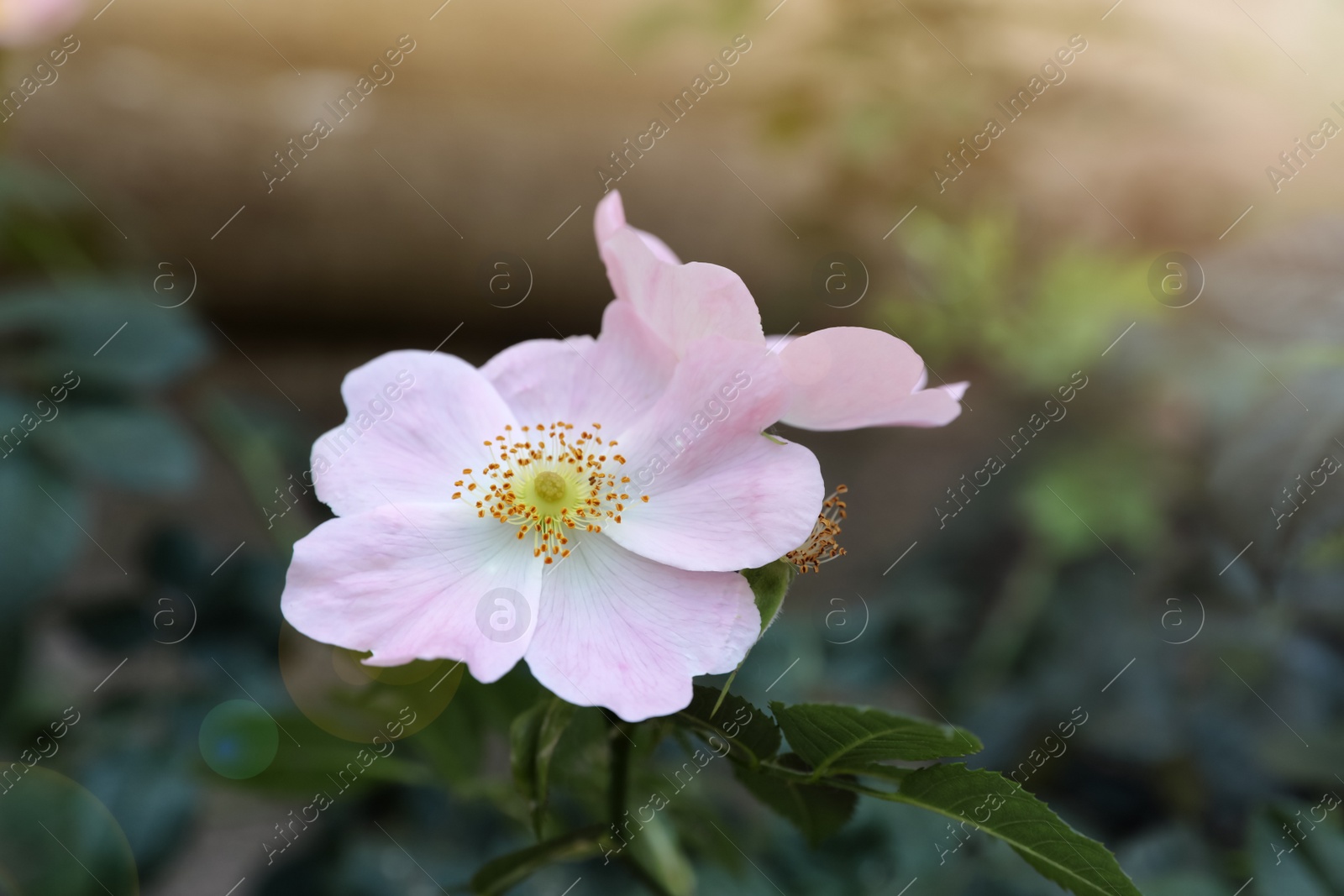 Photo of Beautiful blooming rose hip flowers on bush outdoors