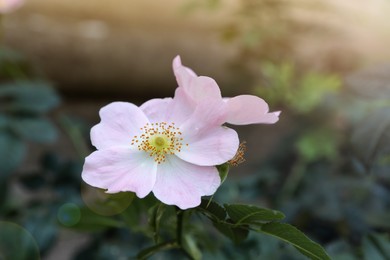 Beautiful blooming rose hip flowers on bush outdoors