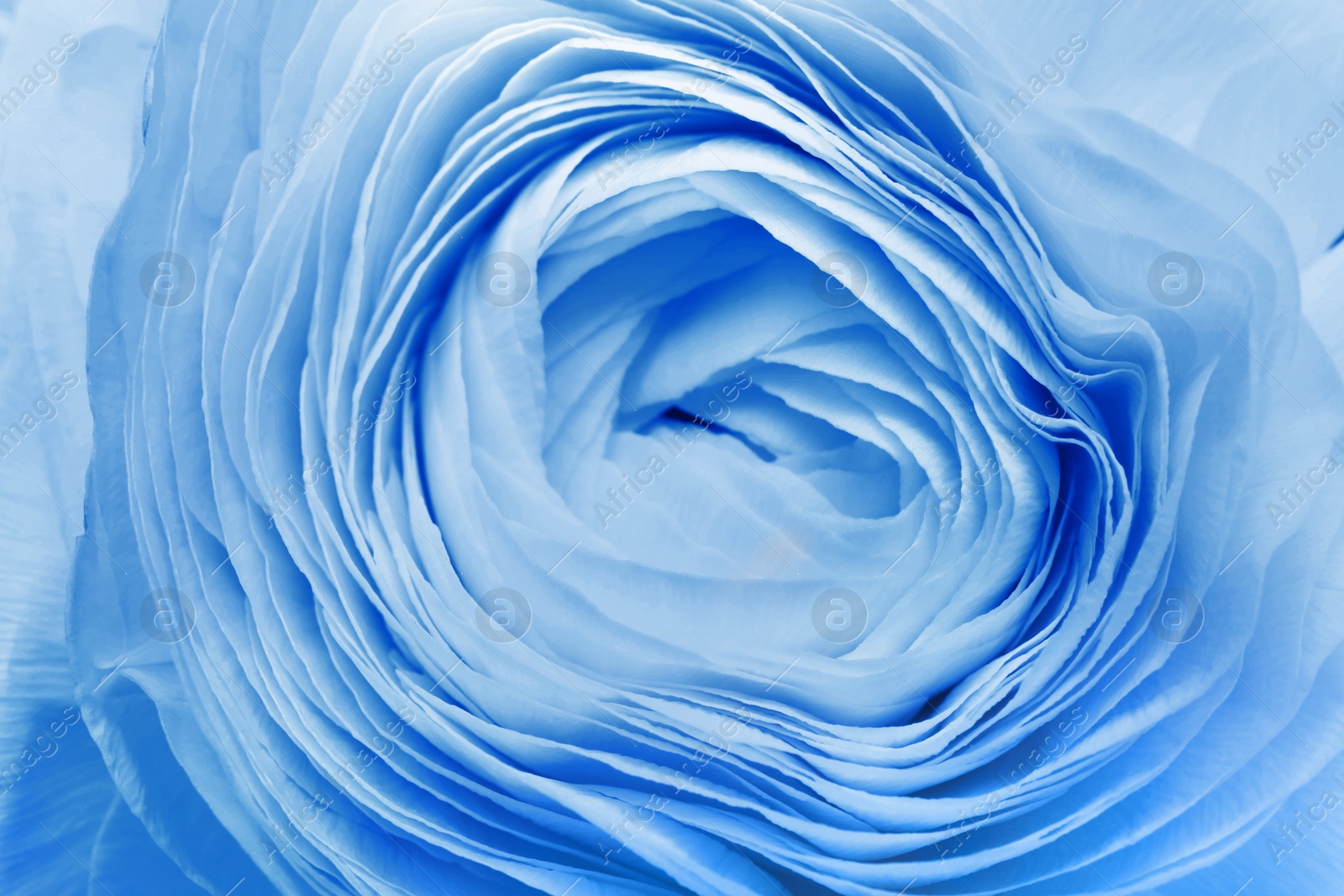 Image of Beautiful light blue ranunculus flower as background, closeup