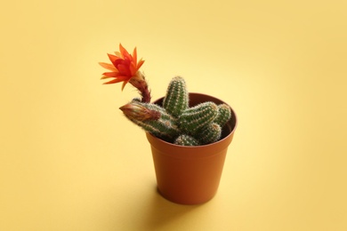 Photo of Cactus (Echinopsis chamaecereus) with beautiful red flower in pot on color background