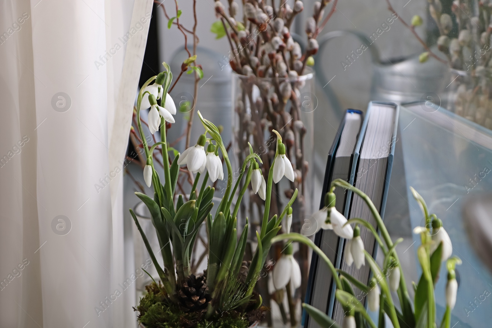 Photo of Blooming snowdrops and books on window sill indoors. First spring flowers