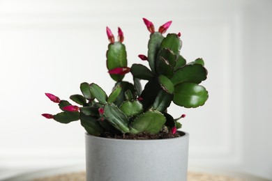 Photo of Beautiful Schlumbergera (Christmas or Thanksgiving cactus) in pot against white wall, closeup