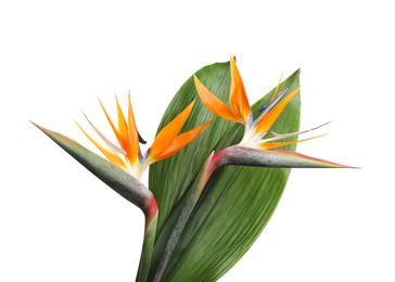 Bird of Paradise tropical flowers isolated on white