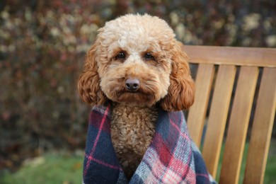 Photo of Cute fluffy dog wrapped in blanket on chair outdoors