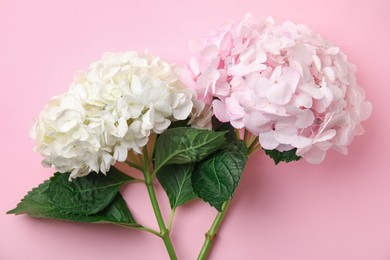 Beautiful hydrangea flowers on pink background, top view