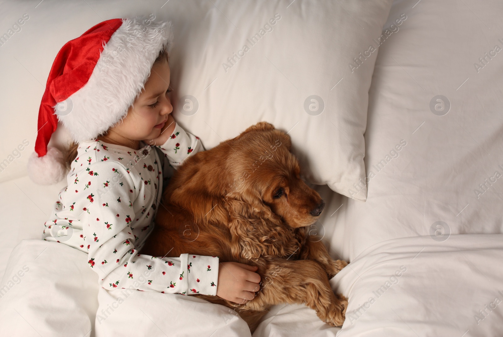 Photo of Cute little girl in Santa hat sleeping in bed near her English Cocker Spaniel, above view. Christmas celebration