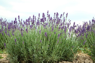 Photo of View of beautiful blooming lavender growing in field