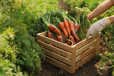 Woman holding wooden crate of fresh ripe carrots on field, closeup. Organic farming