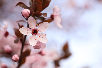 Photo of Closeup view of blossoming tree outdoors on spring day