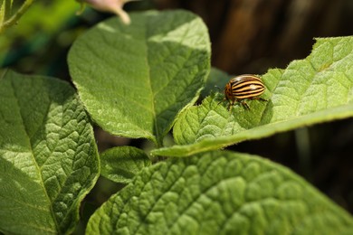 Colorado potato beetle on green plant outdoors, closeup