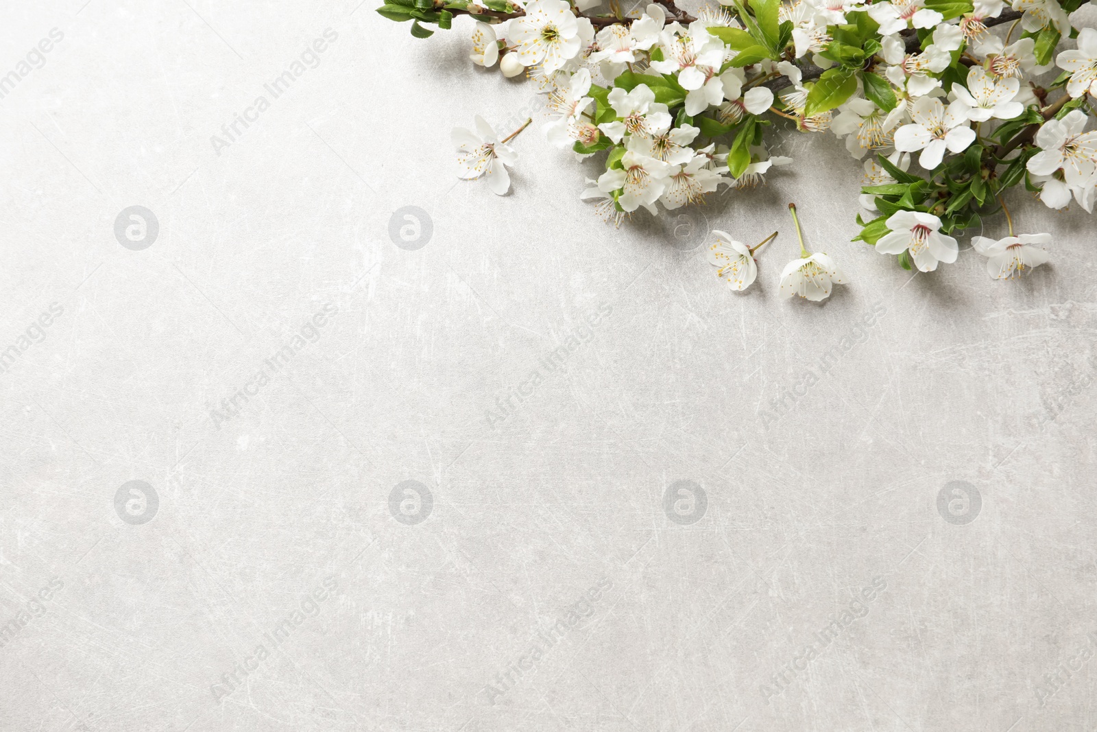 Photo of Cherry tree branches with beautiful blossoms on light stone table, flat lay. Space for text