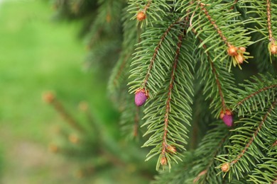 Photo of Green branches of beautiful conifer tree with small pink cones outdoors, closeup. Space for text