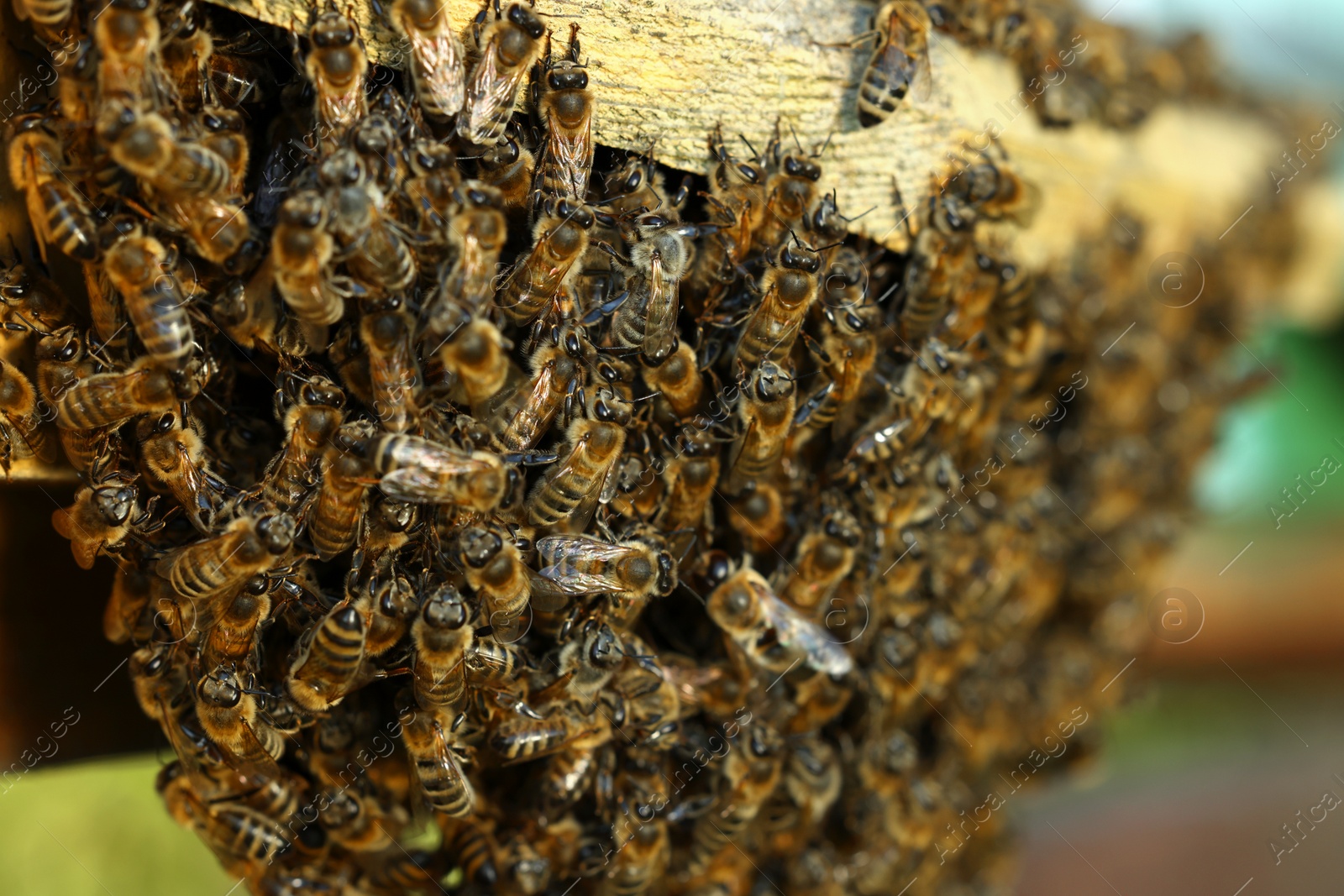 Photo of Closeup view of wooden hive with honey bees on sunny day