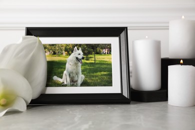 Photo of Frame with picture of dog, burning candles and calla lily flowers on light grey table. Pet funeral
