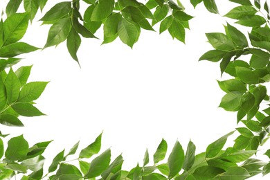 Image of Frame of beautiful vibrant green leaves on white background