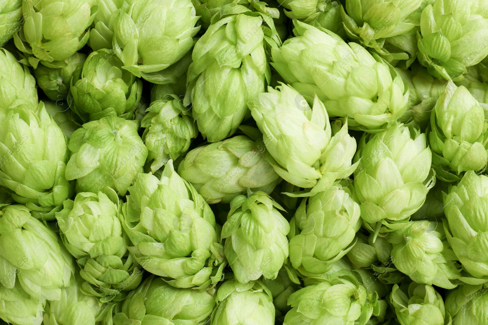 Photo of Fresh ripe green hops as background, top view